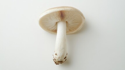 Fototapeta premium A top-down shot of a single, pristine mushroom with a perfect cap and stem, set against a white surface to highlight its natural elegance and simplicity.