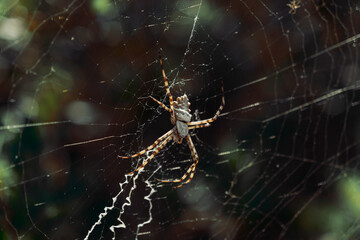 spider on the web