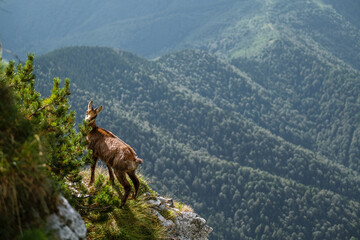 mountain goat in the mountains