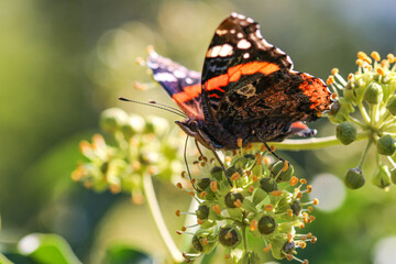 Schmetterling auf Blume