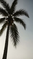Swaying palm tree silhouette against a white background