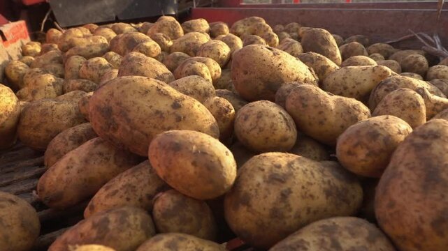 Kartoffelernte Sorte Venezia wird von Erntemaschine auf Anh&auml;nger verladen