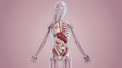 Obraz premium anatomy of human body