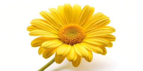 Naklejka premium Single Yellow Daisy on White Background, flower , bloom , nature