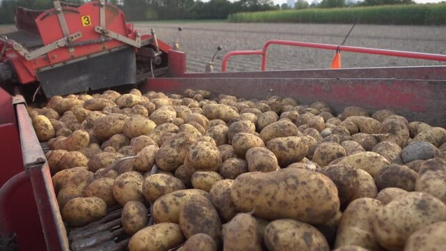 Kartoffelernte Sorte Venezia wird von Erntemaschine auf Anh&auml;nger verladen