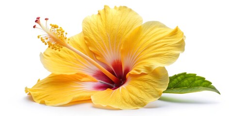 Obraz premium Yellow Hibiscus Flower with Red Center Close Up, Hawaii ,tropical ,flower