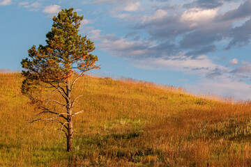 A golden glow is cast over a prairie hillside with a single tree under blue sky and clouds, Wind Cave National Park, South Dakota, USA.
