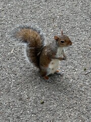 Curious Squirrel 