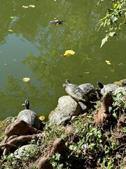 Mad turtles sunbathing by the lake  © Karolina
