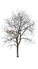 Obraz premium A bare tree stands tall against a white background, its branches reaching towards the sky.