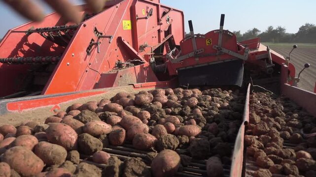 Rote Kartoffeln werden bei der Ernte Aussortiert