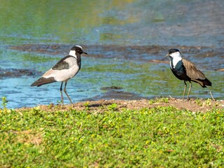 A lapwing (Vanellus armatus) meets a spur-winged plover (Vanellus spinosus) on the banks of a pond...
