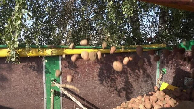 Rote Kartoffeln Laura laufen durch die Erntemaschine im Herbst