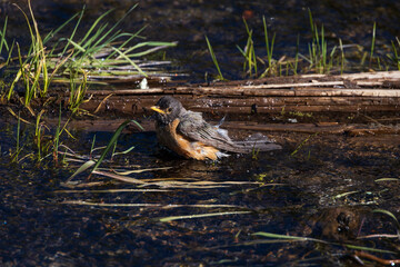 Robin bathing in a puddle