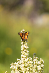 Butterfly on a flower