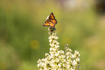 Butterfly on a flower