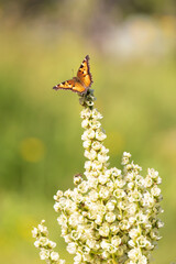 Butterfly on a flower