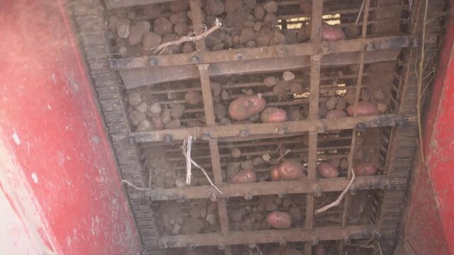 Rote Kartoffeln werden bei der Ernte Aussortiert