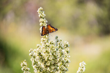 Butterfly on a flower