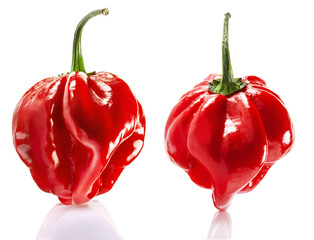 Red Savina habanero pepper isolated on white background