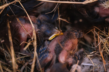 baby sparrows in the nest