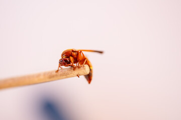 red wasp