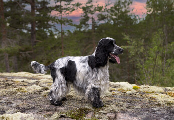 Portrait of a purebred English Cocker Spaniel. The dog stands on a rocky ledge and looks into the distance. The color is blue-roan. Trees and a sunset are visible in the background. Summer. Wildlife.