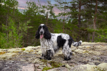 Portrait of a purebred English Cocker Spaniel. The dog stands on a rocky ledge and looks into the frame. The color is blue roan. Trees and a sunset are visible in the background. Summer. Wildlife.