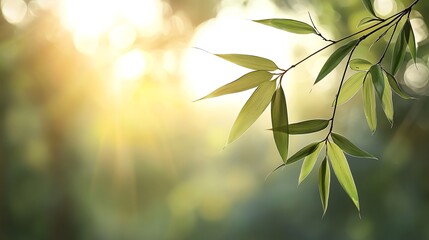 Obraz premium Softfocus of bamboo leaves swaying gently in the wind, rhythmic movement, calming nature zen