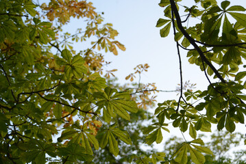 Fototapeta premium green and yellow autumn leaves 