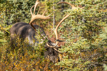 Bull Barren Ground Caribou in Denali National Park in Autumn
