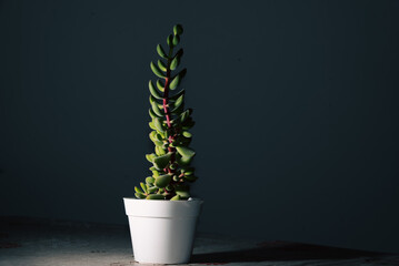 succulent plant in pot, garden, decoration