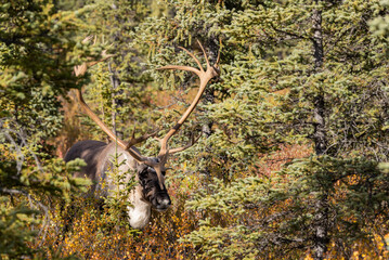 Bull Barren Ground Caribou in Denali National Park in Autumn