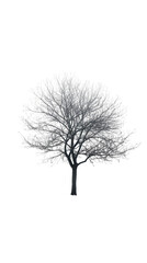 Fototapeta premium A single bare tree with branches reaching towards the sky stands out against a white background, showcasing its silhouette in stark detail.
