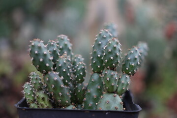 kaktus opuncja opuntia fragilis Frankfurt