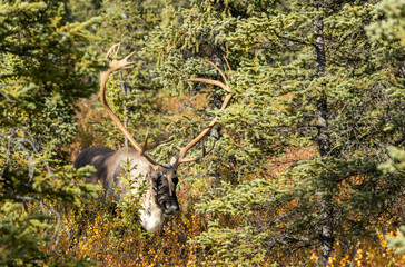 Bull Barren Ground Caribou in Denali National Park in Autumn