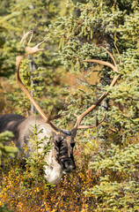 Bull Barren Ground Caribou in Denali National Park in Autumn
