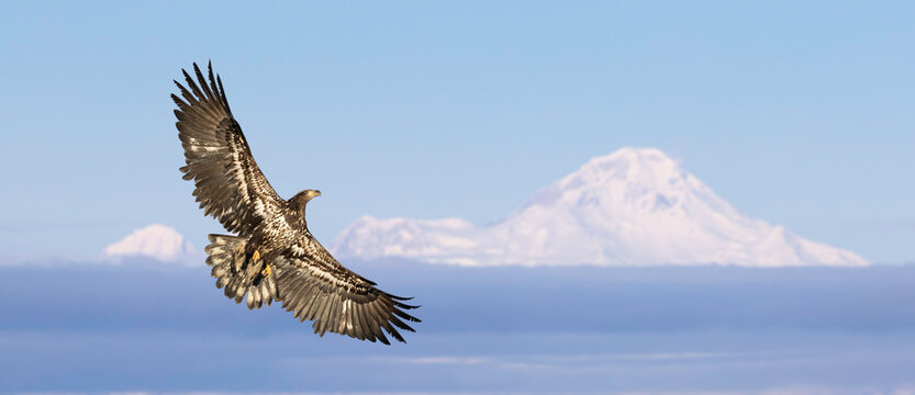 Eagle Soaring Above Snow-Capped Mountains In Clear Blue Sky