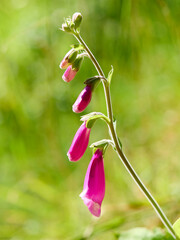 Naparstnica - Digitalis L.- foxglove -  kwiat © filozofgrecki