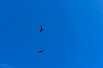 Cóndor en el cañón de Colca. Arequipa