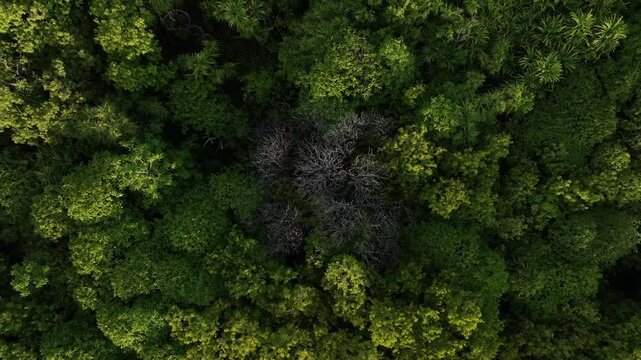 green moss background