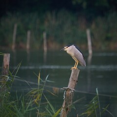 Ślepowron zwyczajny - Nycticorax nycticorax  oraz Czapla modra - Ardea herodias - ptaki na palach © filozofgrecki