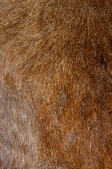 brown boar fur with visible texture
