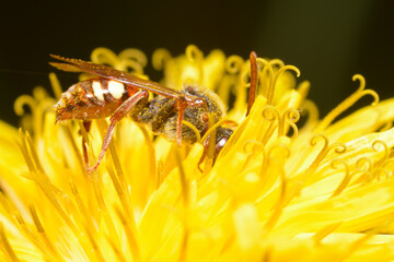 nomad bee Nomada goodeniana feeding on nectar on a yellow flower