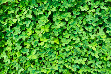 Clover background. Spring fresh grass and sunshine. Plants for the background. Photo for design and background.
