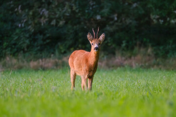 A wild roe deer looks directly into the camera. Wild animals in the forest. Mammals. Photo for background or wallpaper.