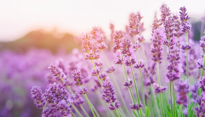 Lavender field. Close-up of purple lavender flowers at sunset with selective focus. Natural cosmetics and medicine concept. Sun flare and foreground blur, soft focus.