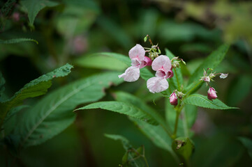 Himalayan balsam flowers growing in wild environment
