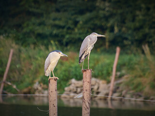 Ślepowron zwyczajny - Nycticorax nycticorax  oraz Czapla modra - Ardea herodias - ptaki na palach © filozofgrecki