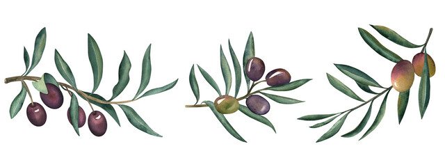 Olive branches, fruits and leaves. Set of illustrations hand-drawn with watercolor on a white background in green, purple, olive, brown shades in botanical style. For packaging design, fabrics, menus
